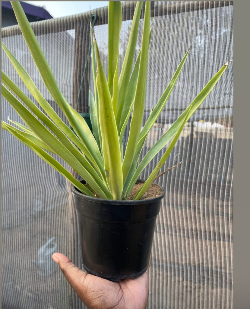 Yucca Plant