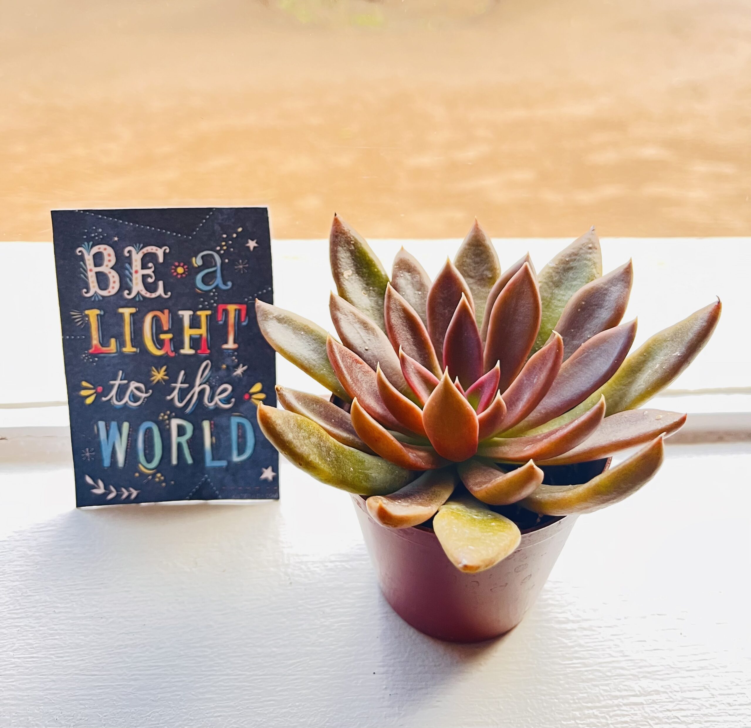 Little Plant Bag of Thoughtfulness - Image 3