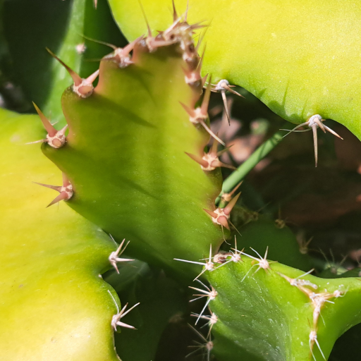 Dragon Fruit Plant Cuttings