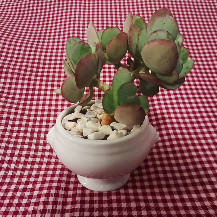 Silver Jade Plant in a Cup