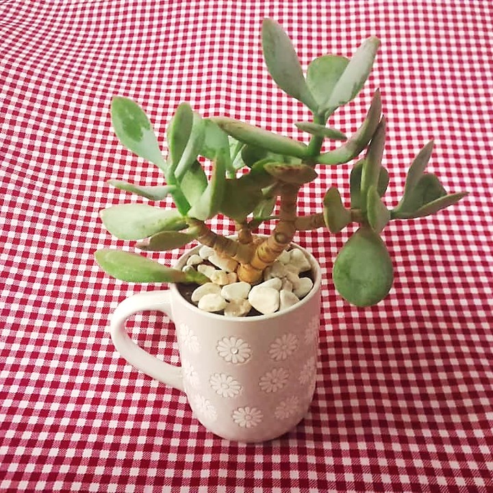 Silver Jade Plant in a Cup